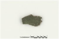 藏品(黃葉鳳尾苔)的圖片